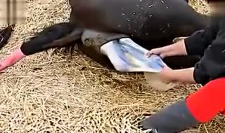 生孩子视频全部过程